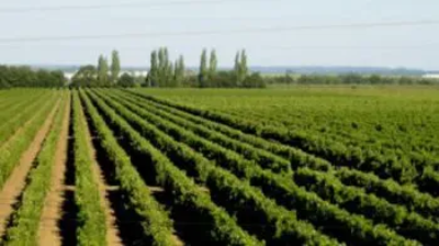 Weinregion Tejo