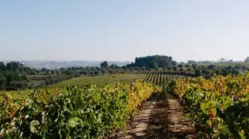 Weinregion Dão