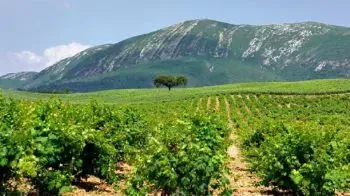 Die Weinregion der Halbinsel Setúbal