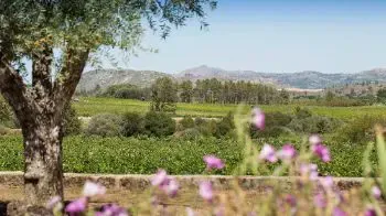  Die Weinregion Beira Interior