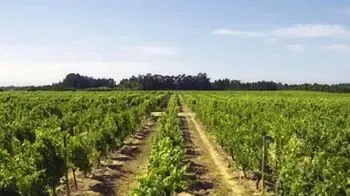 Die Weinregion Bairrada