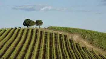 Alentejo Weinregion