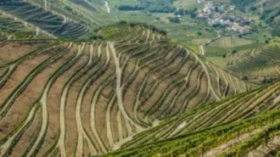 Weine aus Portugal
