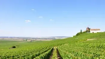 Wein aus Frankreich