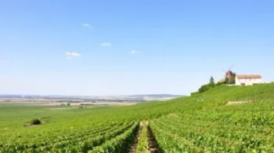 Weine aus Frankreich