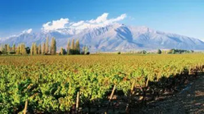 Weine aus Chile