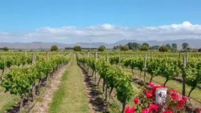 Weine aus Australien