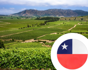Bild für Kategorie Wein aus Chile