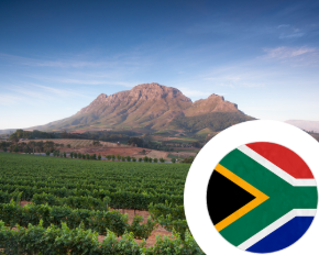 Bild für Kategorie Wein aus Südafrika